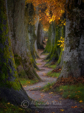 Tree Alley 9