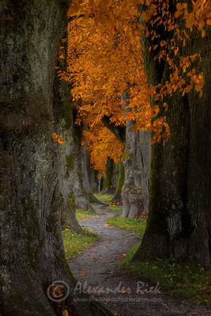 Tree Alley 10