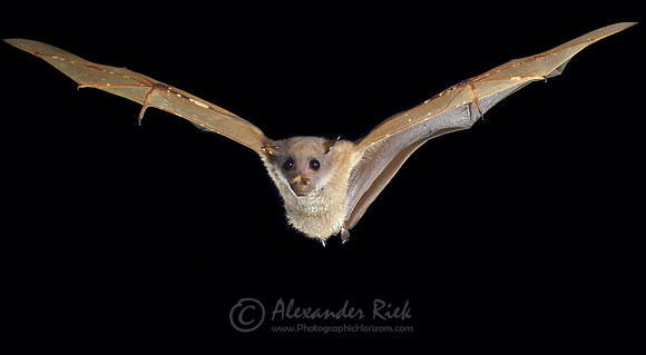Tube-Nosed Bat 2