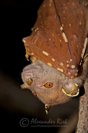 Tube-Nosed Bat 3