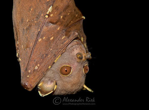 Tube-Nosed Bat 4