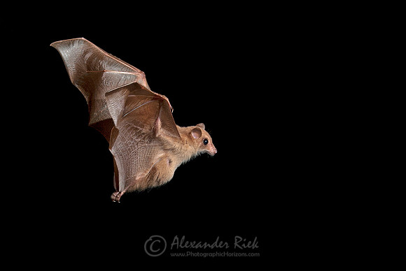 Blossom Bat 1