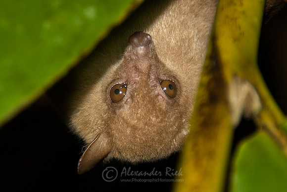 Blossom Bat 3