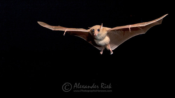 Blossom Bat 2