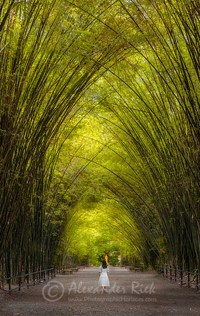 Bamboo Tunnel