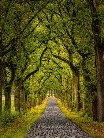 Treey Alley 15