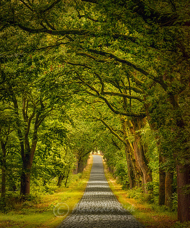 Treey Alley 16