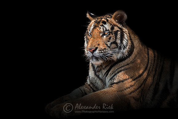 Tiger 1