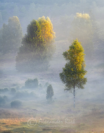 Lüneburger Heide 7