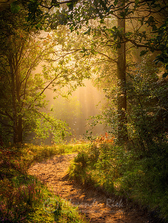 Lüneburger Heide 9