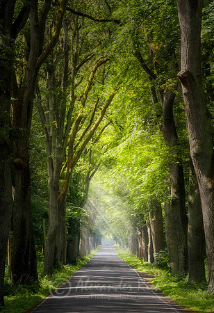 Tree Alley 7