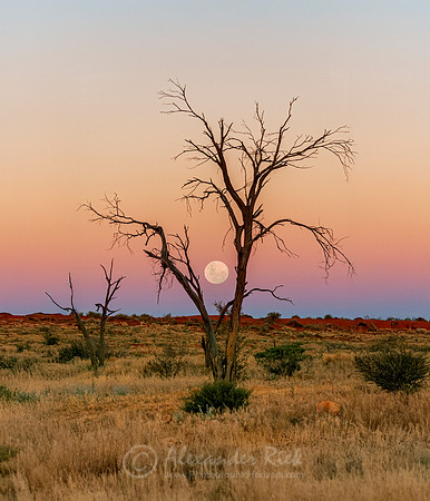 Simpson Desert 7
