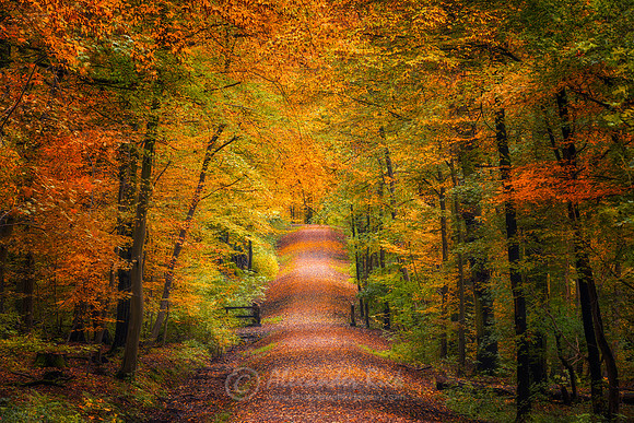 Tree Alley 11