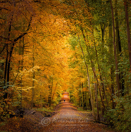 Tree Alley 13