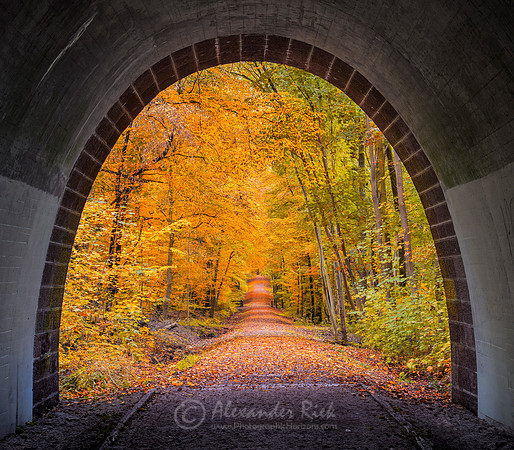 Tree Alley 14