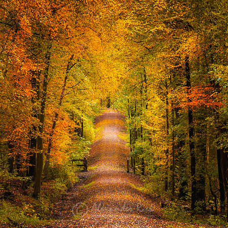 Tree Alley 12