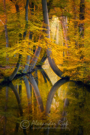 Forest 3