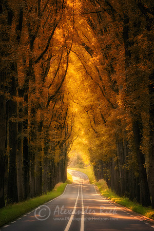 Tree Alley 8