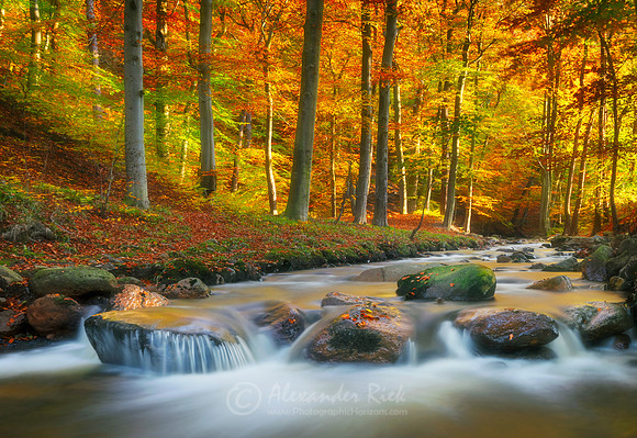Forest 2