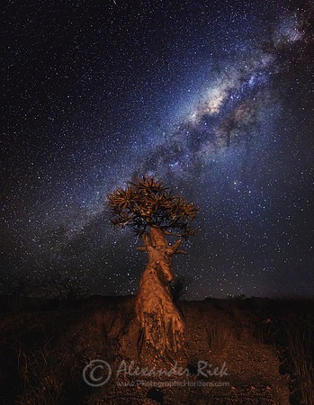 Dragon Tree
