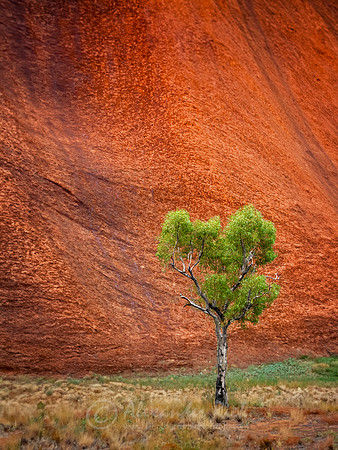 Uluru 8