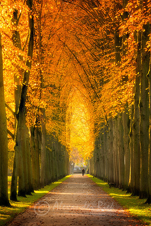 Tree Alley 2