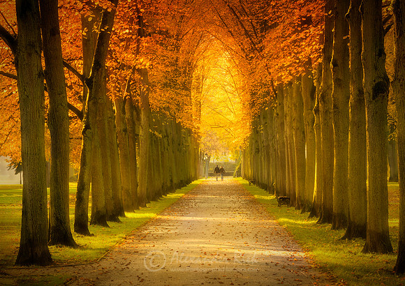 Tree Alley 1