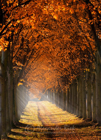 Tree Alley 4
