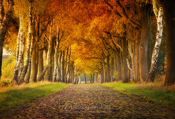 Tree Alley 3