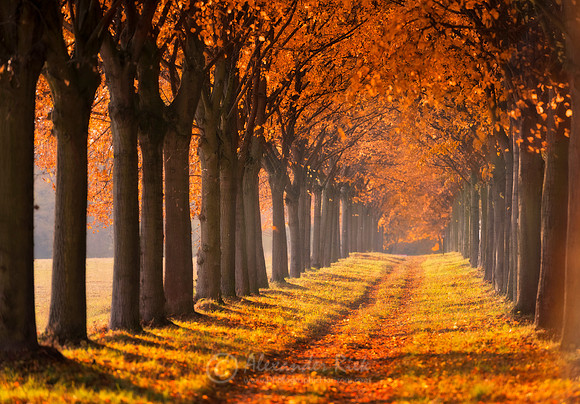 Tree Alley 6