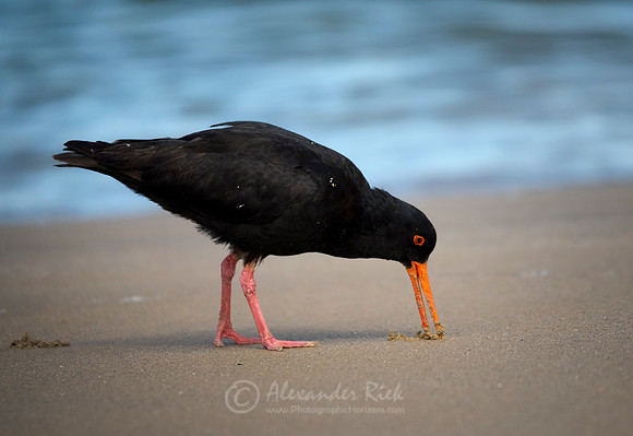 Variable oystercatcher