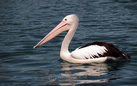 Australian pelican