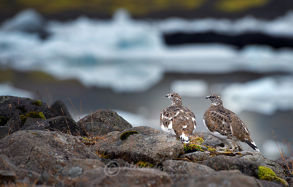 Rock ptarmigan
