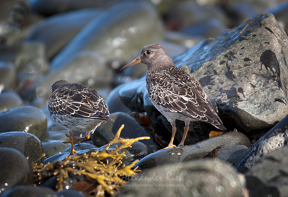 Rock sandpiper