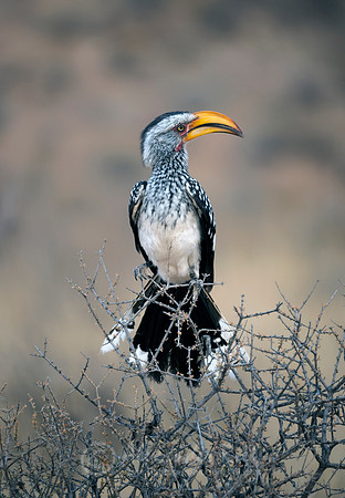 Yellow-billed hornbill