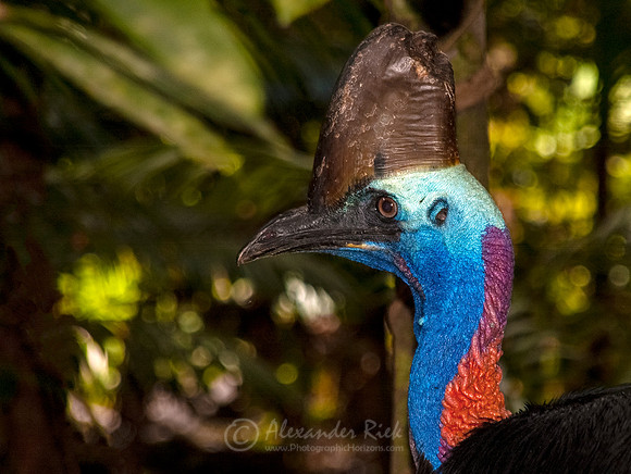 Cassowary 2