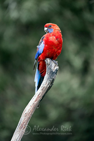 Crimson rosella