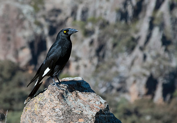 Currawong