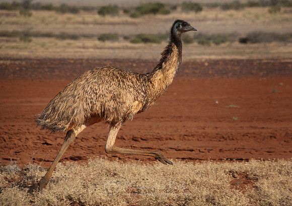 Emu