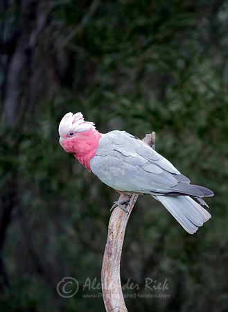 Galah 2