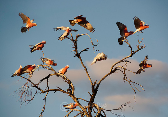 Galah 1