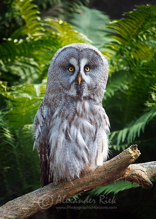 Great grey owl