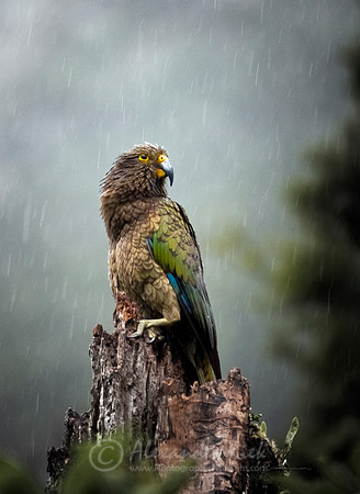 Kea