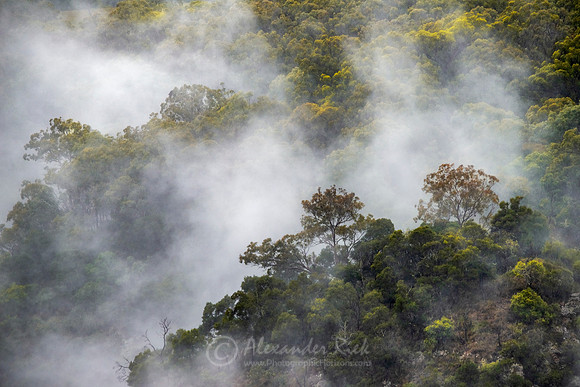 Wollomombi 1