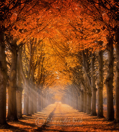 Tree Alley 5