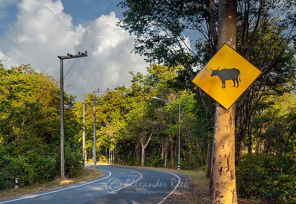 Water Buffalo