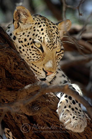 Leopard 3