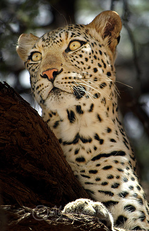Leopard 5