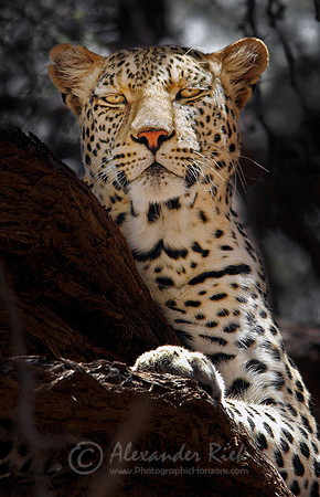 Leopard 4