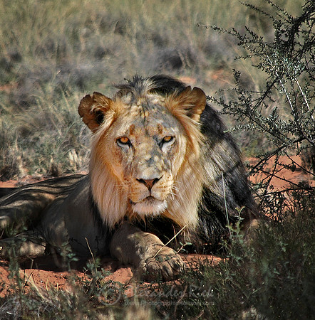 Lion 1